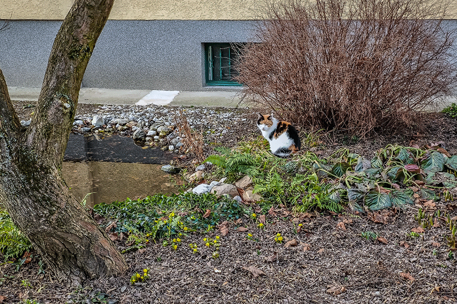 Chilli im Vorgarten - Winterlinge blühen auf - Foto JoSt   2026